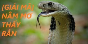 Ý nghĩa nằm mơ thấy rắn