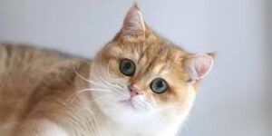 ý nghĩa giấc mơ thấy mèo